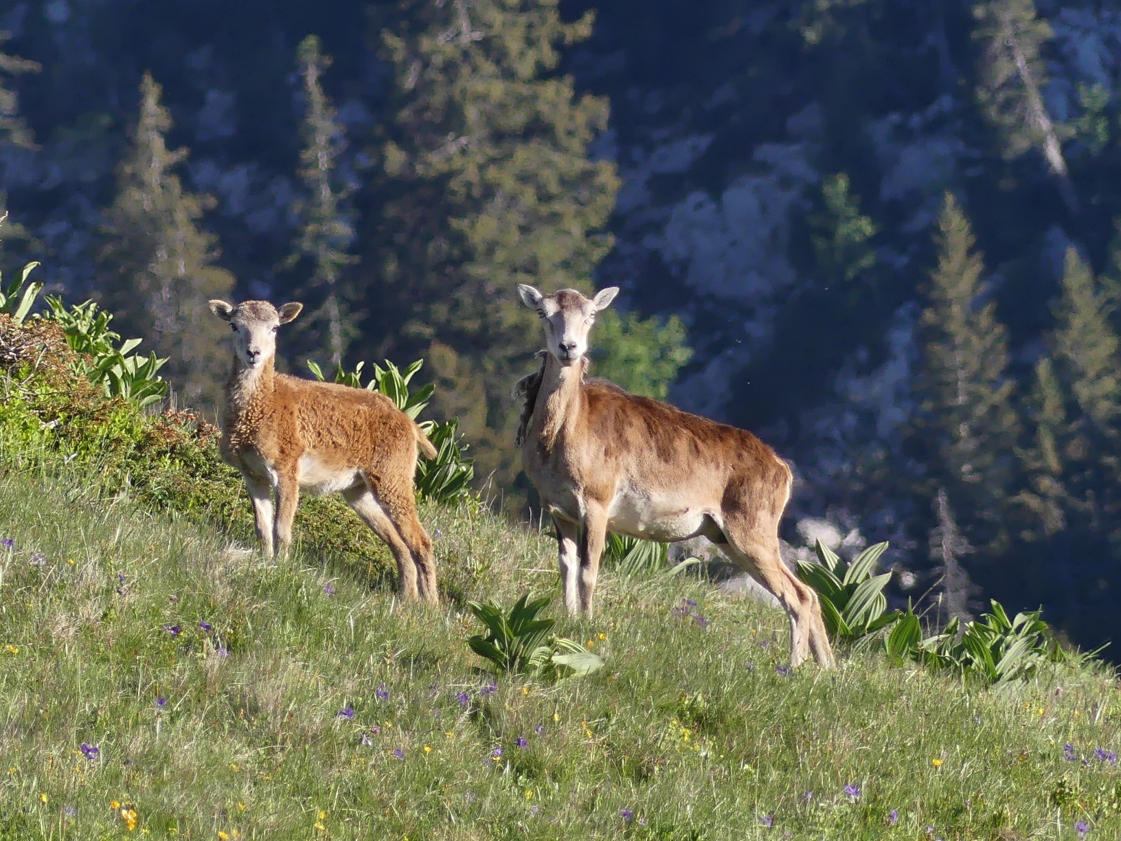 Traversée des Alpes à pied