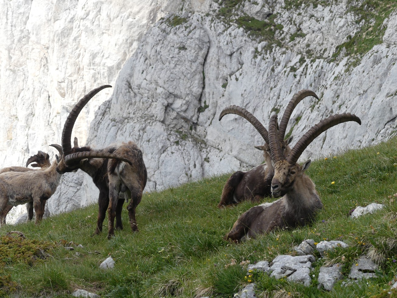 Traversée des Alpes à pied