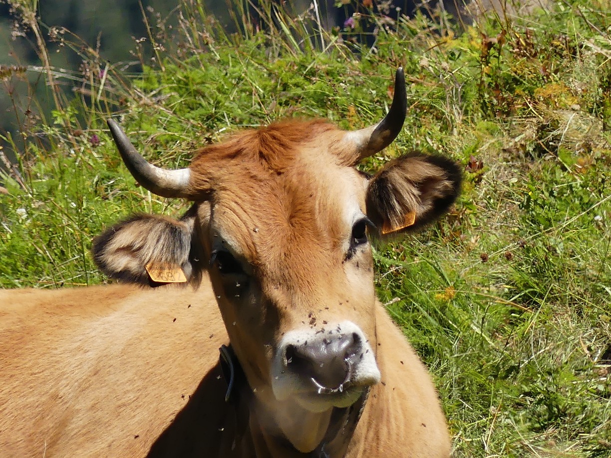 Traversée des Alpes à pied