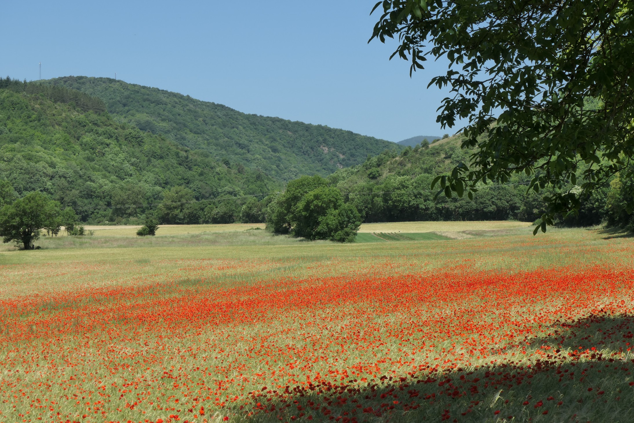 Les Pyrénées à pied