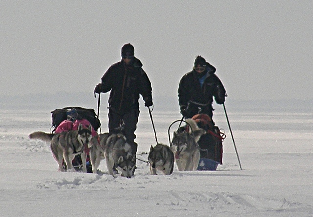 2013 - Dans le grand nord finlandais en ski-pulka-chien.