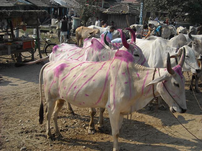 2009 - A vélo couché du Kazakhstan à l'Inde. Népal